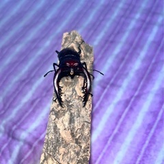 ノコギリクワガタ　　
オスメス　セットの画像