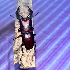 ノコギリクワガタ　　
オスメス　セットの画像