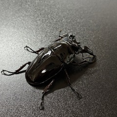 レギウスオオツヤクワガタ　オス♂単　67mmの画像