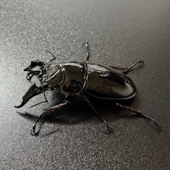 レギウスオオツヤクワガタ　オス♂単　67mmの画像