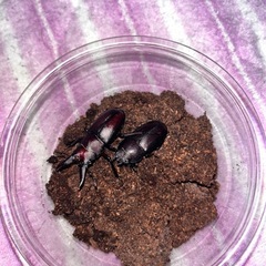 ノコギリクワガタ　　♂１♀３セットの画像