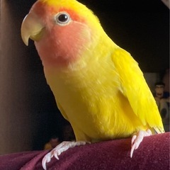 コザクラインコ