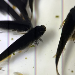 メダカ　カイジヒレナガスワロー　10匹の画像