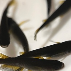 メダカ　カイジヒレナガスワロー　10匹の画像