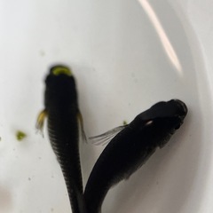 メダカ　カイジヒレナガスワロー　10匹の画像