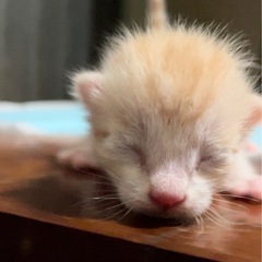 7/19 22時ごろに産まれました🐱🐾