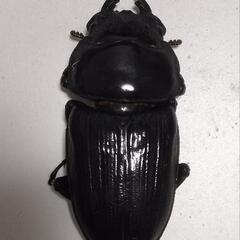 久留米産オオクワガタ　ペアAの画像