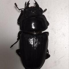 久留米産オオクワガタ　ペアB　決まりましたの画像