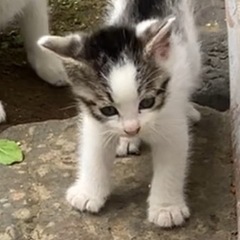 野良猫を保護しました。たぶん3〜4ヶ月かと思います。写真より少し...