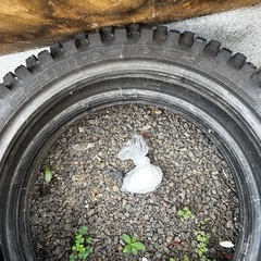 モトクロス？？のタイヤの画像