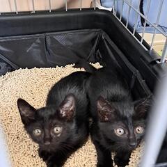 黒猫ちゃん　メス　もうすぐ2ヶ月　