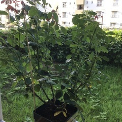 バラ苗　無料でお譲り致します　21日、今日の午前中に来れる方でお願いします。取手市の画像