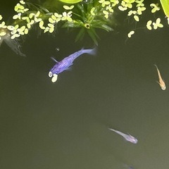 メダカ品種不明針子幼魚10匹の画像