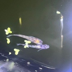 メダカ品種不明針子幼魚10匹の画像