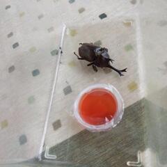 朝採り　カブト虫の画像
