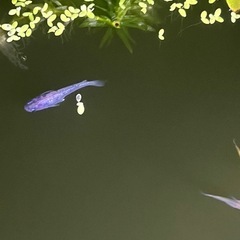 メダカ品種不明成魚　3匹の画像