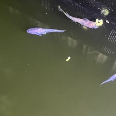 メダカ品種不明成魚　3匹の画像