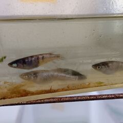 和墨白銀メダカ卵15個の画像
