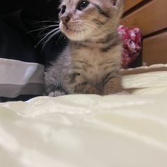 子猫里親募集