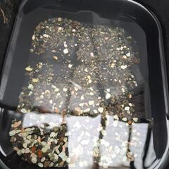 めだか幼魚お譲りの画像