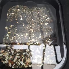 めだか幼魚お譲りの画像