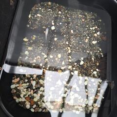 めだか幼魚お譲りの画像