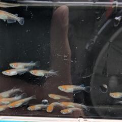 【ビーンズ様ブリード極上種親】アマテラス（紅白）めだかの有精卵 20個　 メダカの卵　　天照　オリジアスの画像