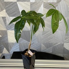 【観葉植物】✨メチャ🉐実生パキラ✨【No.1】の画像