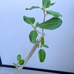 フィカス(ゴムの木)観葉植物の画像