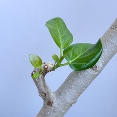 フィカス(ゴムの木)観葉植物の画像