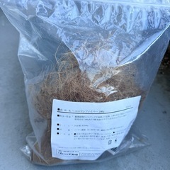 フィカス(ゴムの木)観葉植物の画像