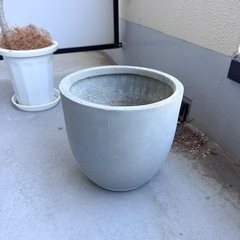 フィカス(ゴムの木)観葉植物の画像