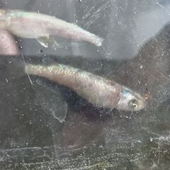 和墨白銀メダカ卵15個の画像