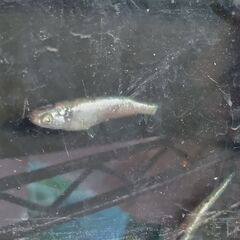 和墨白銀メダカ卵15個の画像