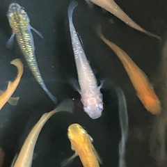 事前申込不要　第二段メダカ無料配布　7月28日の画像