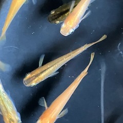 事前申込不要　第二段メダカ無料配布　7月28日の画像