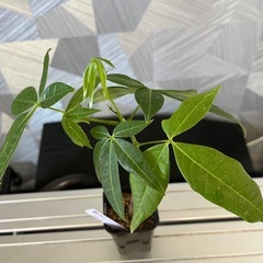 【観葉植物】✨メチャ🉐実生パキラ✨【No.3】の画像