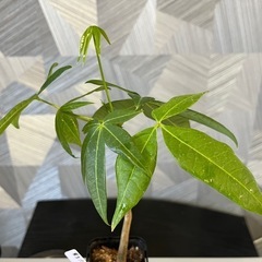 【観葉植物】✨メチャ🉐実生パキラ✨【No.3】の画像