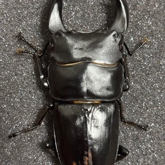 ホペイオオクワガタペアの画像