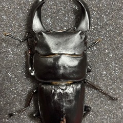 ホペイオオクワガタペアの画像