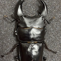 ホペイオオクワガタペアの画像