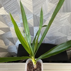 【観葉植物】青年の木　　ユッカの画像