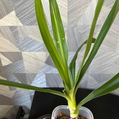 【観葉植物】青年の木　　ユッカの画像