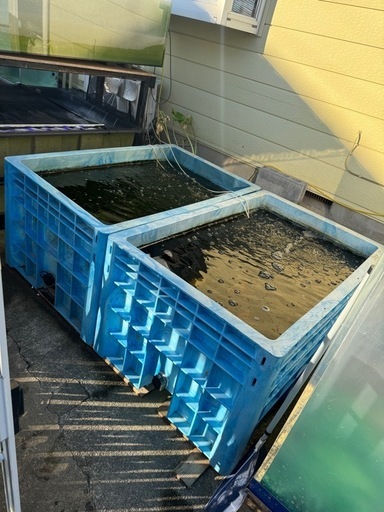 ダイライト　500L 錦鯉金魚亀メダカサンコージャンボックスブルコン