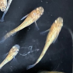 メダカ　ユリシス幼魚　10匹＋αの画像