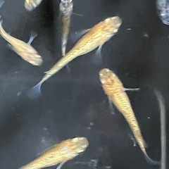 メダカ　ユリシス幼魚　10匹＋αの画像