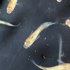 メダカ　ユリシス幼魚　10匹＋αの画像