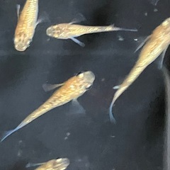 メダカ　ユリシス幼魚　10匹＋αの画像