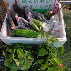 朝採り野菜　7/21の画像