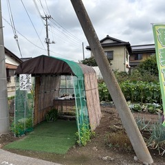 朝採り野菜　7/21の画像